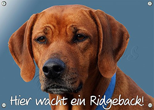 Petsigns Hundeschild Rhodesian Ridgeback - 1,5mm Warnschild Türschild Hund, DIN A5