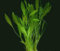 10 x Live Aquarium Plants - ECHINODORUS QUADRICOSTATUS - Dwarf Amazon Sword Fish tank plants swords
