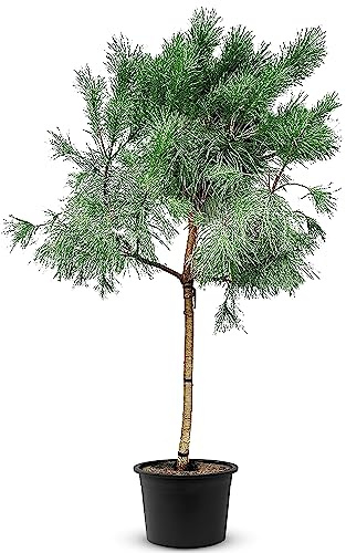 TROPICTREES Pinus Pinea Tree mit einer Höhe von 250 cm | Winterharte Kiefer mit Gewicht von 40 kg | Machen Sie diese Kiefer zu einem majestätischen Herzstück Ihrer Landschaft!