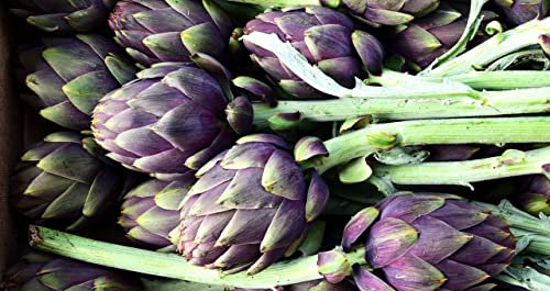 Graines Artichaut violet de Provence - Sachet de 2 grammes d'artichaut violet - Graines de style