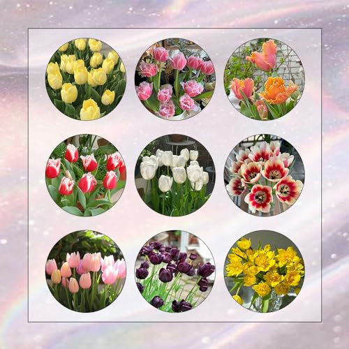 20 Pcs Tulpenzwiebeln Mischung, Tulpen Zwiebeln, Blumenzwiebeln Mehrjährig Winterhart, Frühlingsblumen Wildtulpen Zwiebeln - Tulipa Gesneriana - Balkon Blumen, Pflanzen Züchten Blumenzwiebel