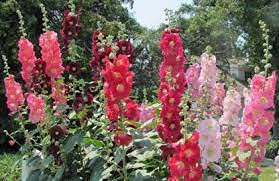 Semi di fiori di rosa canina Aamish