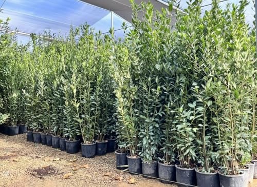 Sunny Tree - Laurus Nobilis Echter Lorbeer Strauch, Immergrün, 160 cm, Winterhart, 10-Liter-Topf, Premium Kübelpflanze für Garten und Terrasse, Aromatischer Gewürzlorbeer