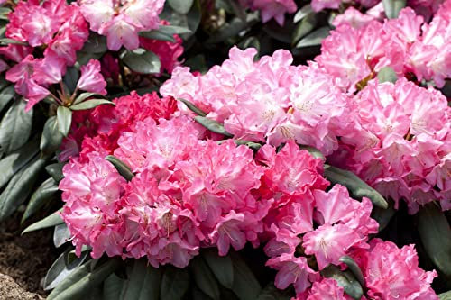 Rhododendron yakushimanum 'Anuschka' 40-50 cm - Rhododendron, rosa Blüten, Blütezeit Mai-Juni, ideal für Kübel und Rabatten, winterhart und pflegeleicht