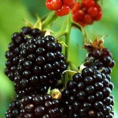 100 piezas raras semillas de frambuesa/mora/fresa/kiwi frutas nutritivas bonsái semillas de jardinería para plantar ahora Semillas de zarzamora de árbol