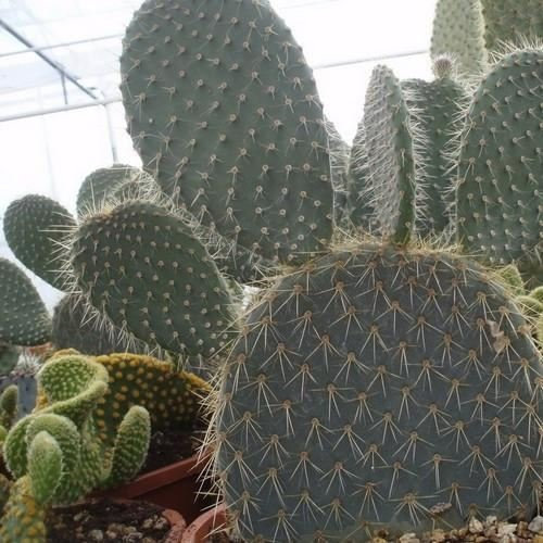 Medio Cactus Dólar De Plata Gigante (Opuntia Robusta) 25 Medio