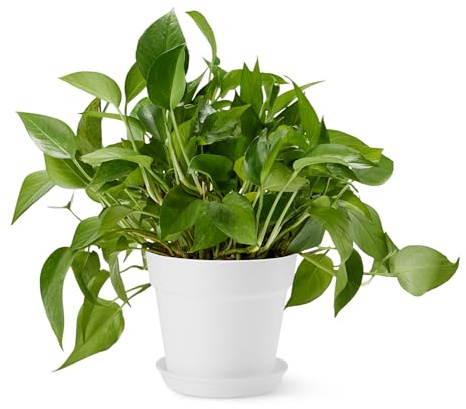 Amazon Basics Blumentopf mit Untersetzer, Pflanzentopf aus Recycelbarem PP, Wasserabflusslöcher, 20,1cm x 17,0cm, Weiß, 1er-Pack