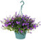 POWERS TO FLOWERS - CAMPANULA CARPATICA BLU, GET ME, BASKET 20CM DIAMETRO, piante vere