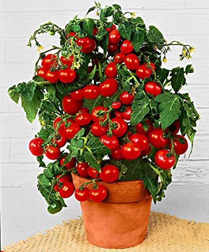 Prademir – Cocktailtomaten Samen/Bonsai-Tomaten Samen “Minibel” – Tomatensamen handverlesen aus Portugal – Tomatensaat mit hoher Keimrate für Fensterbank & Topf (250 Samen)