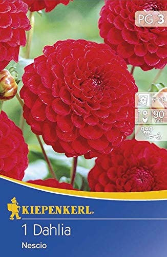 Pompon-Dahlie Nescio | Pompon-Dahlienzwiebeln von Kiepenkerl
