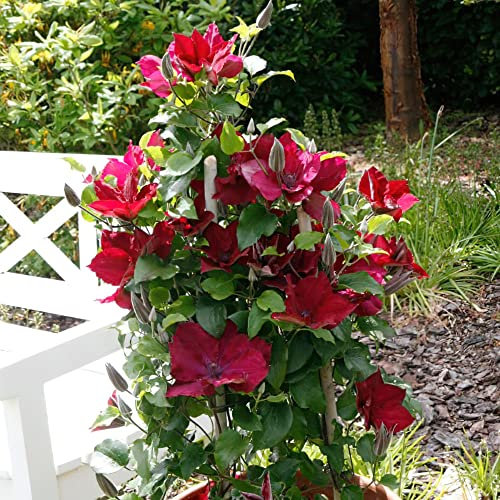 Clematis 'Boulevard Nubia'. 9cm Plant x 2. Red Flowers. Climbing Perennial. Long Flowering Period. Available from Bedwen Plants