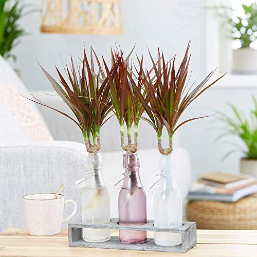 Dracaena Marginata Plante d'intérieur Arbuste Dragonnier de Madagascar pour Bureau à Domicile en Pot de 13 cm