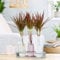 Dracaena Marginata Plante d'intérieur Arbuste Dragonnier de Madagascar pour Bureau à Domicile en Pot de 13 cm