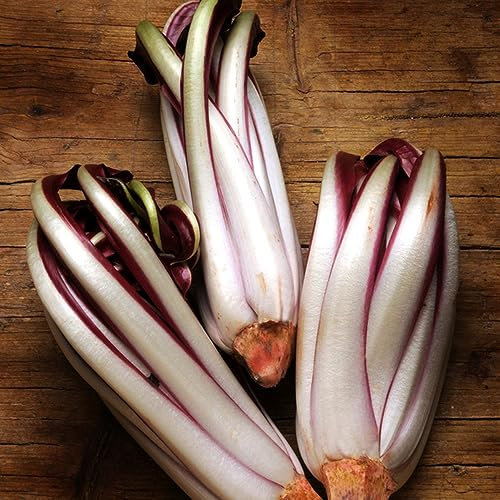 200 piezas Semillas de achicoria - Radicchio - semillas de hortalizas lecho de hierbas plantas en macetas resistente perenne Semillas de Achicoria Orgánicas semillas hortalizas planta