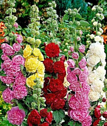 Stockrose Samen, Bauernrose Summer Carnival, Hollyhock, Bauerngartenpflanze (1000 Samen)