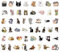 Aufkleber 50 Stück Wasserdicht Vinyl Stickers Graffiti Style Decals für Auto Motorräder Fahrrad Skateboard Snowboard Gepäck Laptop Aufkleber MacBook iPad und mehr (Kittens A)