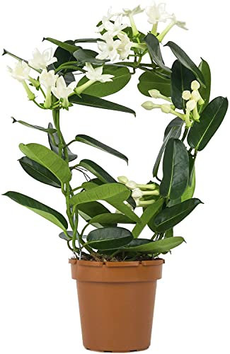 DECOALIVE Planta de Interior con Flores Blancas Jazmín de Madagascar Planta Natural