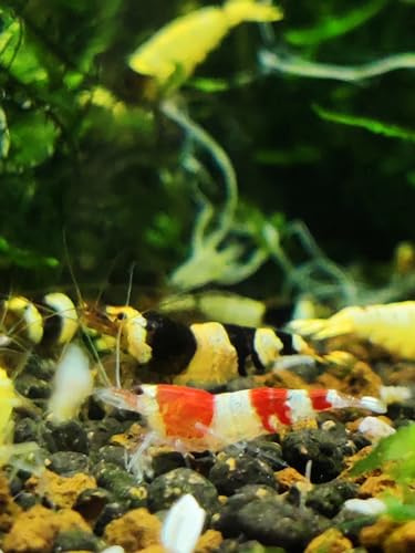 Garnelenglück - Bienengarnelen Mix - Red & Black Bee - Caridina logemanni (20 Bienengarnelen, 20, stück)