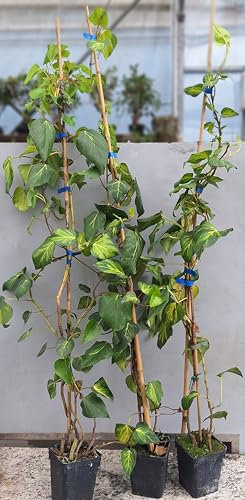 Pianta Edera Variegata Verde e Gialla Colchica in Vaso - Rampicante e Tappezzante - H. 100cm e oltre - Vivaio di Castelletto