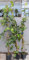 Pianta Edera Variegata Verde e Gialla Colchica in Vaso - Rampicante e Tappezzante - H. 100cm e oltre - Vivaio di Castelletto