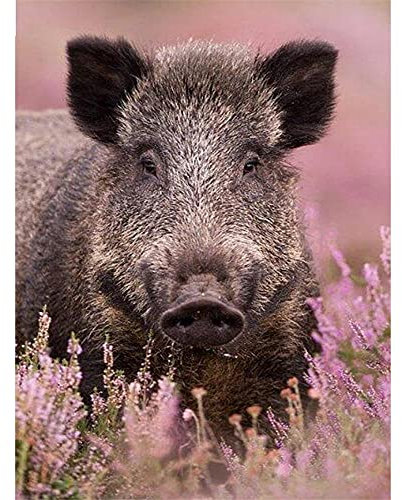 5D Diamant Painting Nach Zahlen Kits,Wildschwein Diamand Painting Bilder Voll Set Kristall Strass Stickerei Mosaik Gemälde für Erwachsene Anfänger Raumdekor Wand Dekor 40x50cm