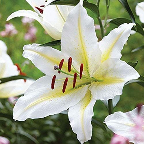 5x Blumenzwiebeln Orientalische Lilie Bafferari weiß bis 120 cm Höhe *RARITÄT*