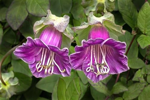 Cobée grimpante Violet Blue Bells - Cobea scandens 5 Graines