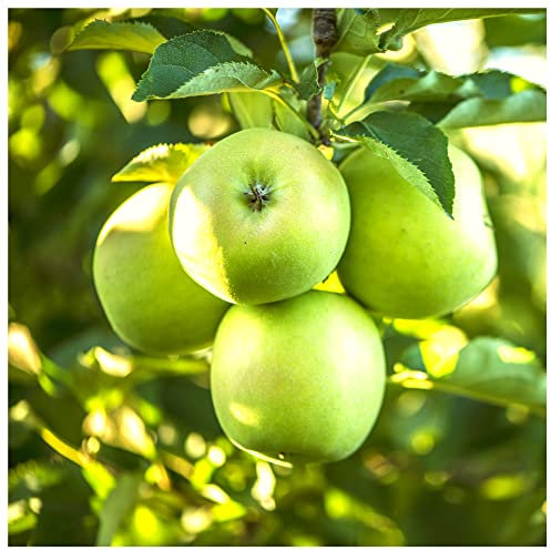 Granny Smith Apple Tree 4-5ft Tall in 6L Pot Ready to Fruit,Self-Fertile,Green with Sharp Taste 3fatpigs®