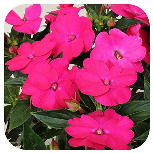 SunPatiens® Impatiens Vigorous Rose Pink Large Plug Plants x 3 Busy Lizzies