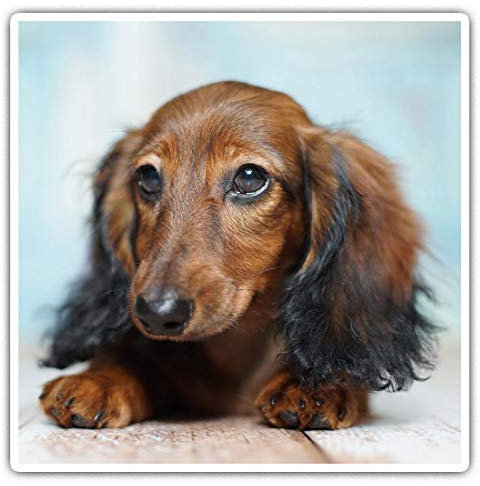 Quadratische Aufkleber (2 Stück) 10 cm – süßer Dackel, Hund, Welpen, lustig, Laptop, Tablet, Gepäck, Scrapbook #2017