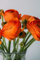 Vase of Orange Flowers Coffee Table Book