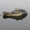 iFCOW Tête de crocodile flottante, leurre d'étang, accessoire de piscine, fausse tête d'alligator détaillée, effrayer le héron et le canard