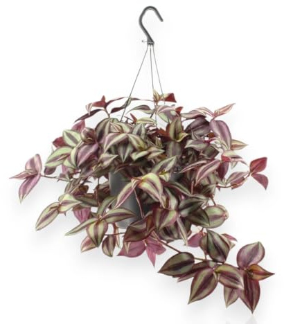 Gardenaria Tradescantia zebrina Violet, Pianta da Interno Ornamentale, Colore Viola, Vaso 17 cm, 1 Pianta