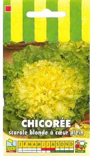 Sachet de graines de Chicorée scarole blonde à coeur plein - 3 g - légume feuille - LES GRAINES BOCQUET