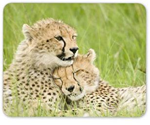 Destination Vinyl Ltd Wild Cheetah Pair Mouse Mat Pad - Big Cat Cats Mum Auntie Computer #14141