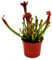 Exotenherz - Schlauchpflanze - Sarracenia Judith - Fleischfressende Pflanze - 9cm Topf