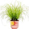 Cyperus Zumula - Cat Grass | Ideal Digestive Support for Cats | 20-30cm Potted