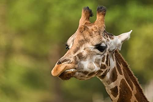 200-teiliges großformatiges Puzzle für Erwachsene – niedliche Giraffe – jedes Teil ist einzigartig, Softclick-Technologie bedeutet, dass die Teile perfekt zusammenpassen – 25 x 35 cm (9,84 x 13,77 Zo