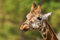 200-teiliges großformatiges Puzzle für Erwachsene – niedliche Giraffe – jedes Teil ist einzigartig, Softclick-Technologie bedeutet, dass die Teile perfekt zusammenpassen – 25 x 35 cm (9,84 x 13,77 Zo