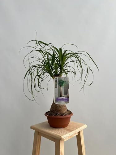 GREENTIA | Pata de Elefante - Beaucarnea Recurvata Planta Natural T20/M20 Altura 50-60cm en Tarrina (Maceta) de 20cm de diámetro