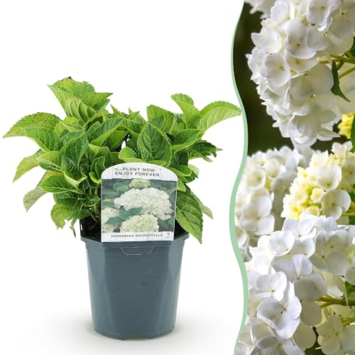 GreenboutiQ - Hortensia - Hydrangea macrophylla Bleu - Fleur Blanc - 1 Plante - Caduc - Peu d'Entretien - Pot 17cm Hauteur 30cm