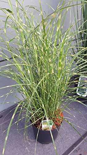 NEUHEIT Zwerg - Zebragras Miscanthus sinensis Little Zebra ® im 5 Liter Pflanzcontainer