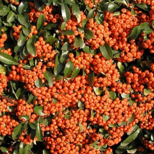 Plant Theory 80cm - 100cm Trellis Saphyr Orange Firethorn Pyracantha Shrub Plant 10L Pot