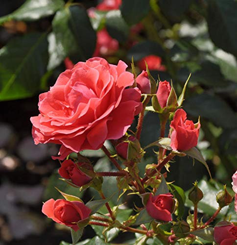 Hochstamm Rose Cherry Girl 80-100cm - lebende Gartenpflanze aus den Baumschulen
