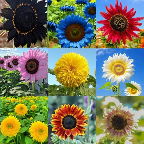 Mixrug Mix Sunflower Seeds for Planting, 500+pcs Rare Perennial Sunflower Flowers Seeds to Plant, Non-GMO Heirloom Colored Beauty Flowers Plants Attracts Pollinators for Home Garden Outdoors