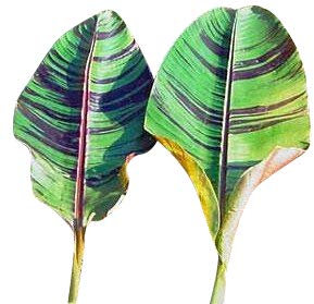 Red Tiger Banane 10 Samen -musa sikkimensis var. Red Tiger-