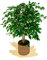 Maia Shop | Ficus | Kunstpflanzen | Künstlicher Baum | Maße: 105 x 70 cm | Künstliche Pflanzen | Fake Plant | Plastik Pflanze | Ficus Benjamini | Deko | Deko Wohnzimmer