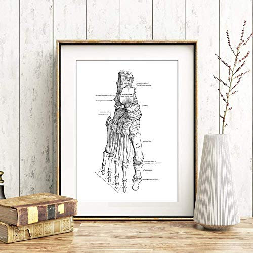 Din A4 Kunstdruck ungerahmt Anatomie Fuß Fußgelenk Mensch Orthopädie Medizin Arzt Druck Poster Bild