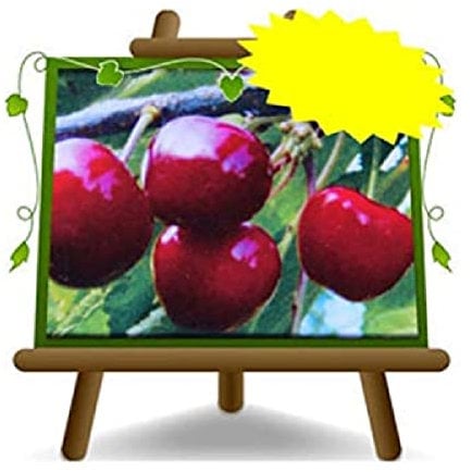 EURO PLANTS VIVAI Ciliegio Dolce Durone Nero di Vignola III - Pianta da Frutto Antico su Vaso da 24/26 cm - Altezza 180~200 cm - Età 4 Anni