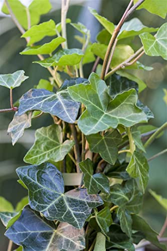Hedera helix 'Hibernica' 150–200 cm – Immergrün, Winterhart, Pflegeleicht – Irischer Efeu – Kletterpflanze für Fassade & Rankhilfe